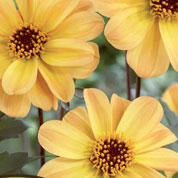 dahlia classic -amber quartz